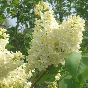 Šeřík obecný žlutý PRIMROSE na pařezu