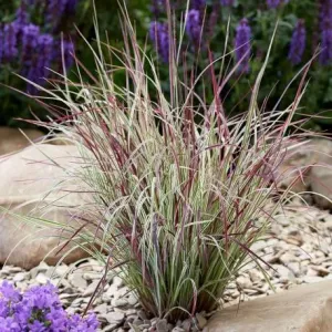 Vousatka Gerardova 'Chameleon'