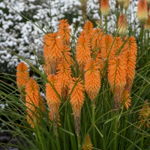 Mnohokvět 'Orange Blaze'