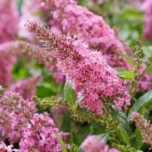 Komule Davidova Butterfly Candy 'Little Bubblegum'