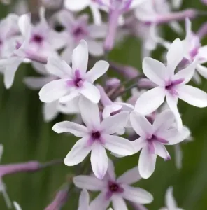 Tulbagie 'Purple Eye'