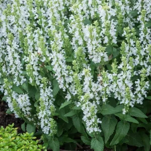 Šalvěj hajní 'Sensation White'