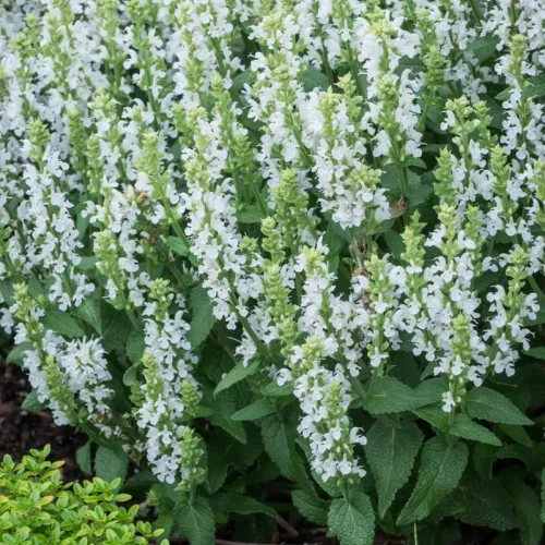 Šalvěj hajní 'Sensation White'