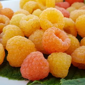 Maliník 'Jantar'