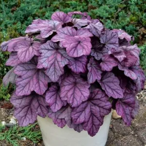 Dlužicha 'Pink Panther'