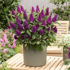 Komule Davidova Butterfly Candy 'Little Magenta'