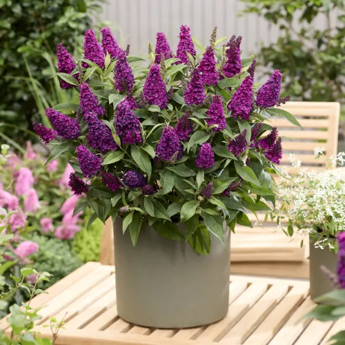 Komule Davidova Butterfly Candy 'Little Magenta'