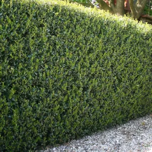 Cesmína 'Green Hedge'