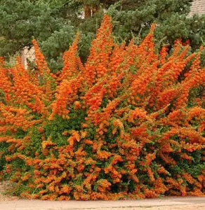 Hlohyně šarlatová ORANGE GLOW