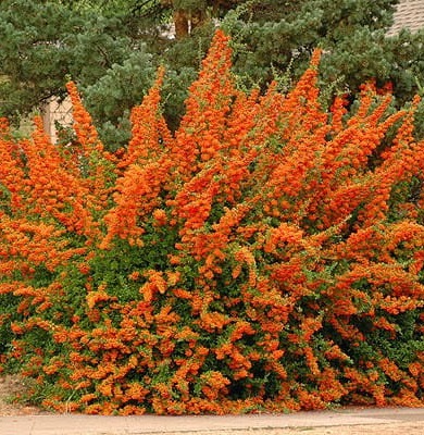 Hlohyně šarlatová ORANGE GLOW