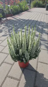Vřes LONG WHITE