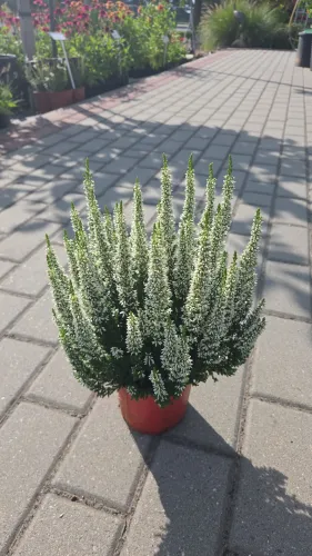 Vřes LONG WHITE