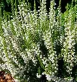 Wrzos LONG WHITE