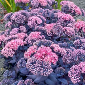 Rozchodník 'Mojave Jewels Sapphire'