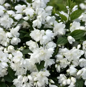 Pustoryl SNOWBELLE