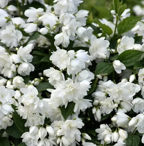 Pustoryl SNOWBELLE