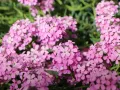 Skrzydlinka armeńska WARLEY ROSE
