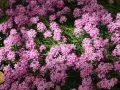 Skrzydlinka armeńska WARLEY ROSE