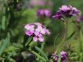 Skrzydlinka armeńska WARLEY ROSE
