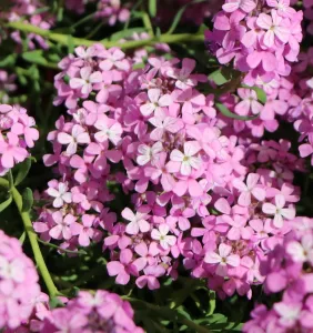 Křídlatka arménská WARLEY ROSE