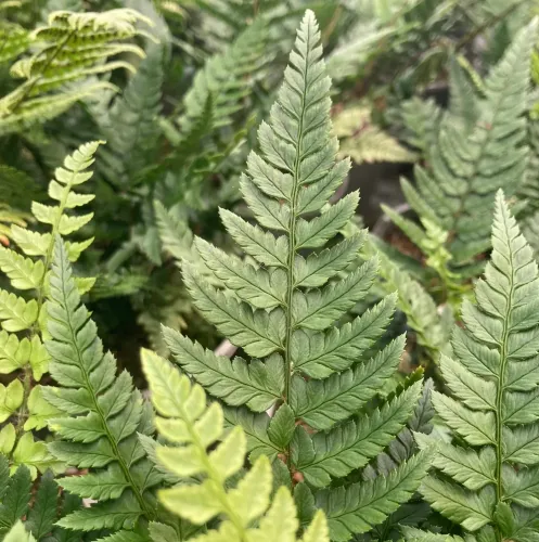 Kapradina Polystichum