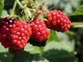 MALINOJEŻYNA LOGANBERRY
