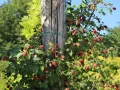 MALINOJEŻYNA LOGANBERRY