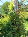 MALINOJEŻYNA LOGANBERRY
