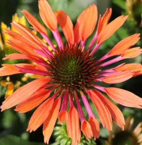 Třapatka PEARL ORANGE