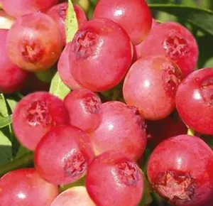 Kanadská borůvka PINK LEMONADE