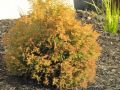 Thuja RHEINGOLD