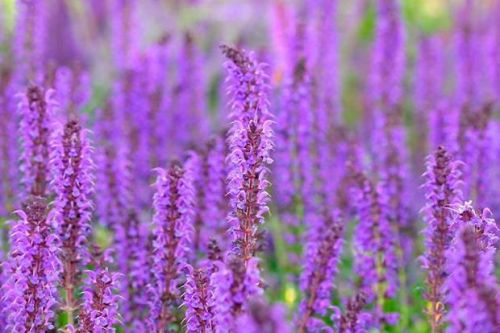 Šalvěj hajní NIGHT FIELD