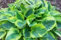 Funkia - HOSTA WIDE BRIM