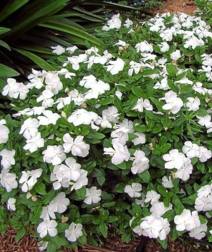 Barvínek menší ALBA