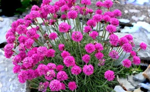 Trávnička přímořská ROSEA