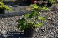 Figowiec północny PERETTA