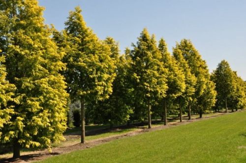 Metasekvoje tisovcovitá GOLDRUSH ZŁOTA ve květináči 