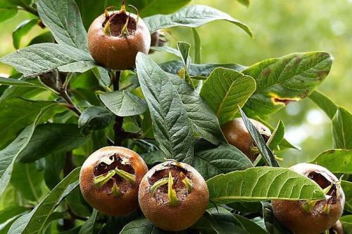 MIŠPULE obecná  ve květináči