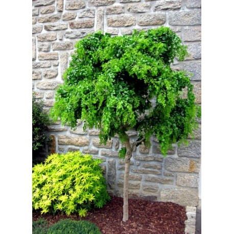 Trnovník akát TORTUOSA