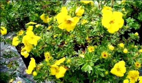 Mochna  keř  GOLDTEPPICH ve květináči