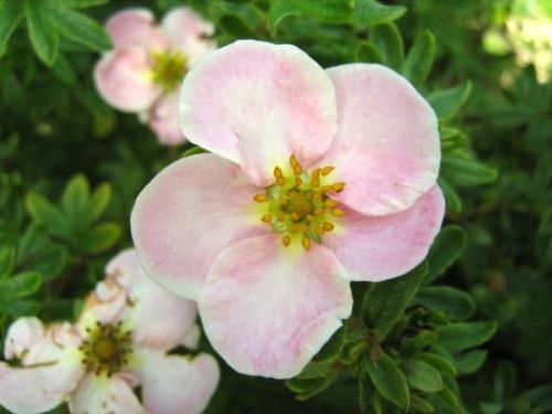 Mochna  keř  GLENROY PINKIE