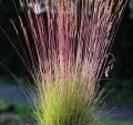 Trawa KOSTRZEWA FESTUCA WALBERLA