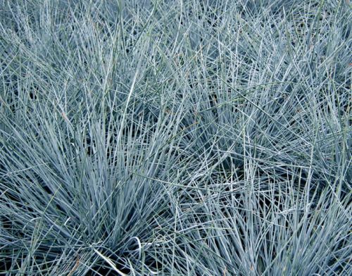 Tráva KOSTŘAVA FESTUCA EISVOGEL