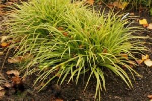  Tráva OSTŘICE JAPONSKÁ AUREO-VARIEGATA