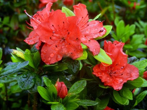 Azalka japonská GEISHA FUMIKO