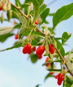 Godži SWEET BERRY