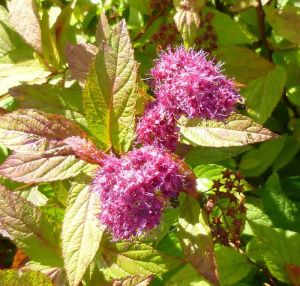 Tavolník japonský FIRELIGH