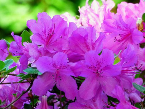 Azalka japonská ORLICE