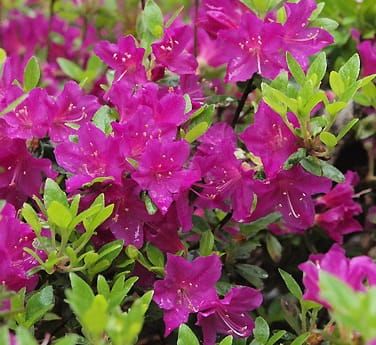 Azalka japonská PURPURTRAUM