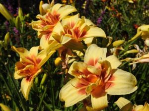 Denivka zahradní DOUBLE HAPPINESS